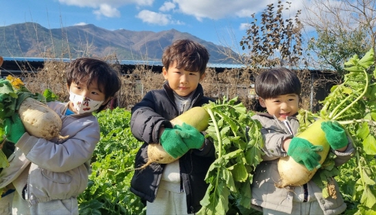 싱싱한 무를 수확해요